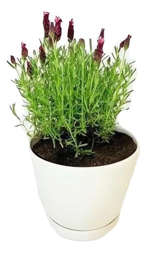 Lavanda Goodwin Creek Planta Ornamental 1