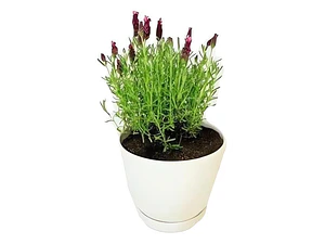 Lavanda Goodwin Creek Planta Ornamental