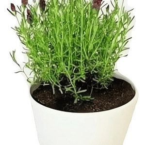 Lavanda Goodwin Creek Planta Ornamental