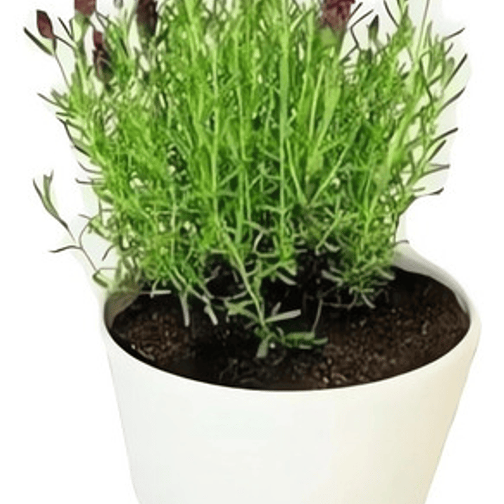 Lavanda Goodwin Creek Planta Ornamental 1