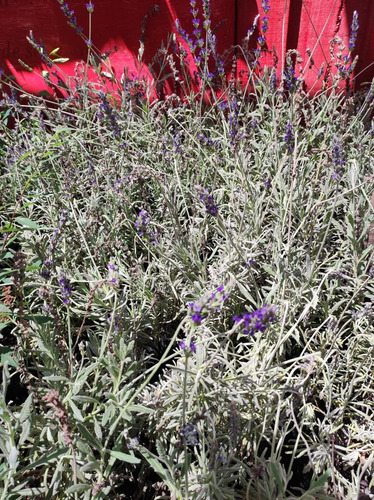 Lavanda Goodwin Creek Planta Ornamental 2