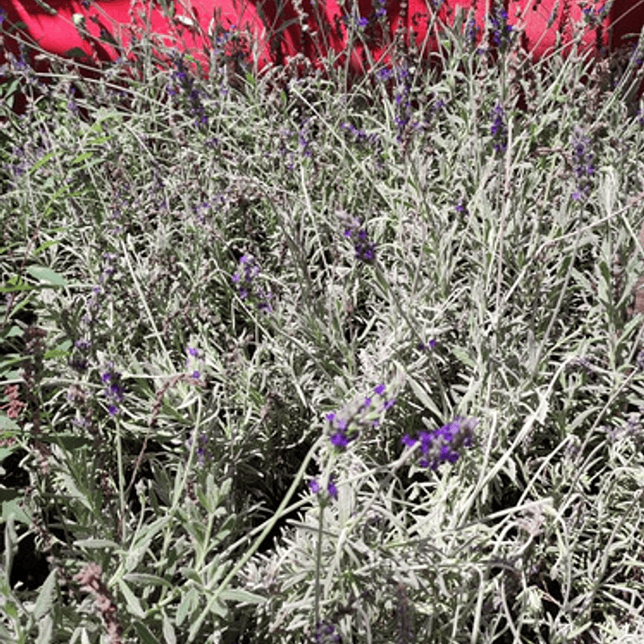Lavanda Goodwin Creek Planta Ornamental 2