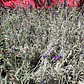 Lavanda Goodwin Creek Planta Ornamental - Miniatura 2