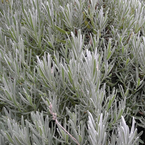 Lavanda Goodwin Creek Planta Ornamental 3