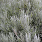 Lavanda Goodwin Creek Planta Ornamental - Miniatura 3
