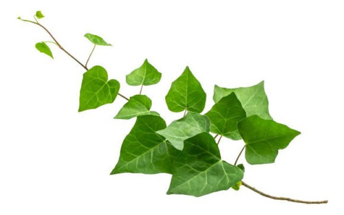 Hiedra Pata De Gallo Trepadora Ornamental Enredadera 1
