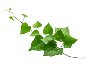 Hiedra Pata De Gallo Trepadora Ornamental Enredadera