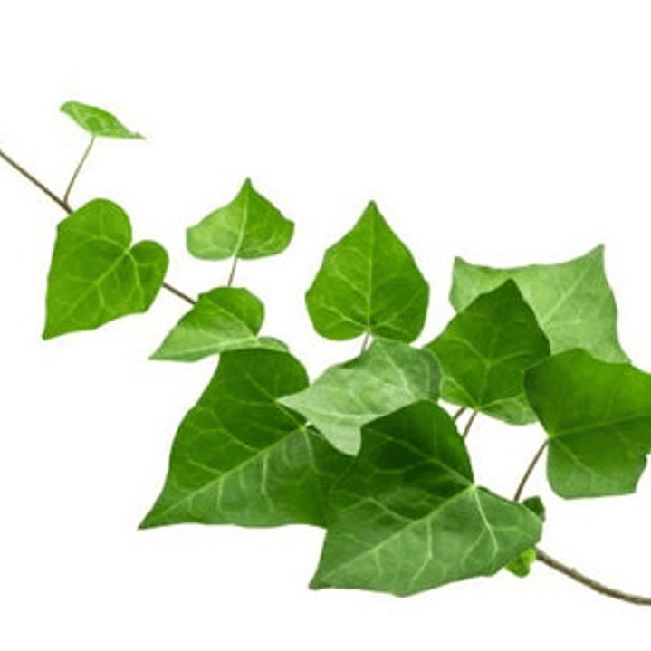 Hiedra Pata De Gallo Trepadora Ornamental Enredadera 1