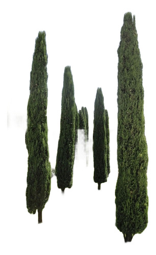 Pino Piramidal Ciprés Columnar Árbol De 1,50 Mts Ornamental 1