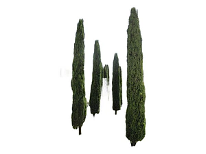 Pino Piramidal Ciprés Columnar Árbol De 1,50 Mts Ornamental