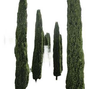 Pino Piramidal Ciprés Columnar Árbol De 1,50 Mts Ornamental