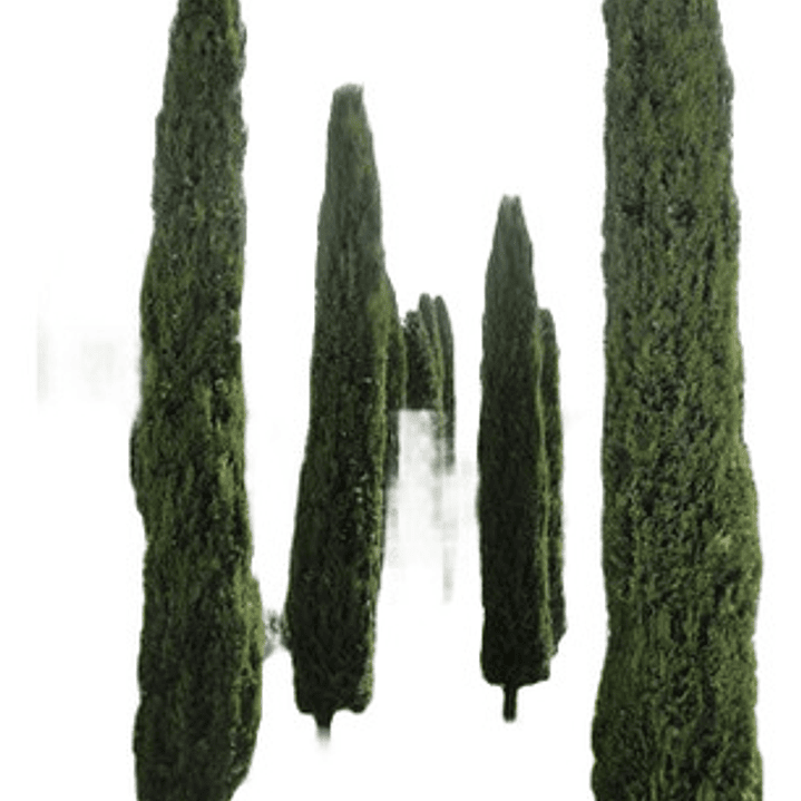 Pino Piramidal Ciprés Columnar Árbol De 1,50 Mts Ornamental 1