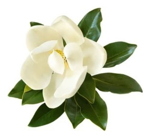 Magnolio Grandinflora Árbol Ornamental 1