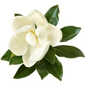 Magnolio Grandinflora Árbol Ornamental