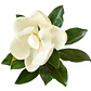 Magnolio Grandinflora Árbol Ornamental - Miniatura 1