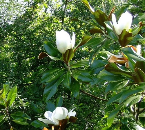 Magnolio Grandinflora Árbol Ornamental 2