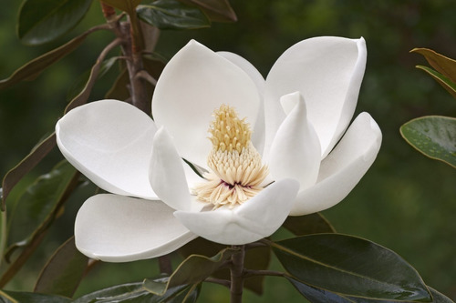 Magnolio Grandinflora Árbol Ornamental 3