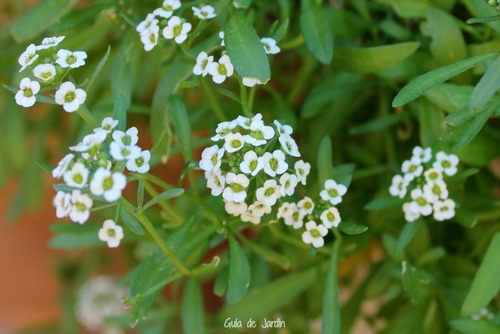 Alyssum Lobularia Maritima Arbusto Ornamental Flor 1