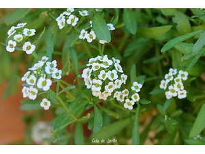 Alyssum Lobularia Maritima Arbusto Ornamental Flor