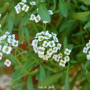 Alyssum Lobularia Maritima Arbusto Ornamental Flor