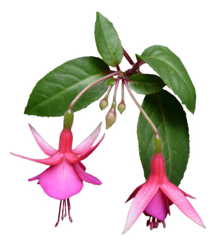 Fucsia Arbusto Pequeño Ornamental 1