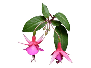 Fucsia Arbusto Pequeño Ornamental