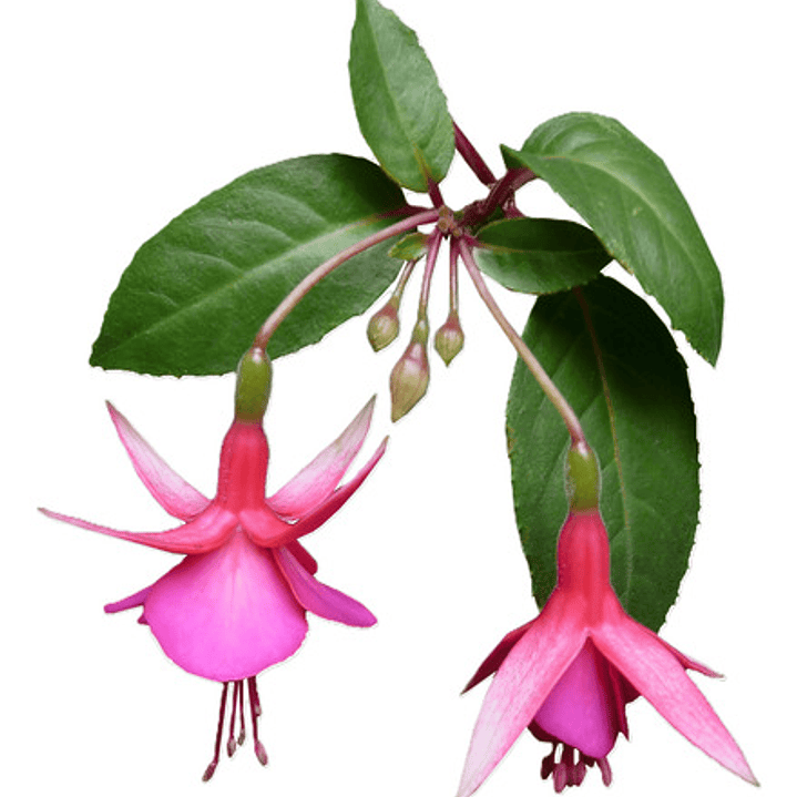 Fucsia Arbusto Pequeño Ornamental 1