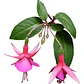 Fucsia Arbusto Pequeño Ornamental - Miniatura 1