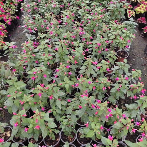 Fucsia Arbusto Pequeño Ornamental 2