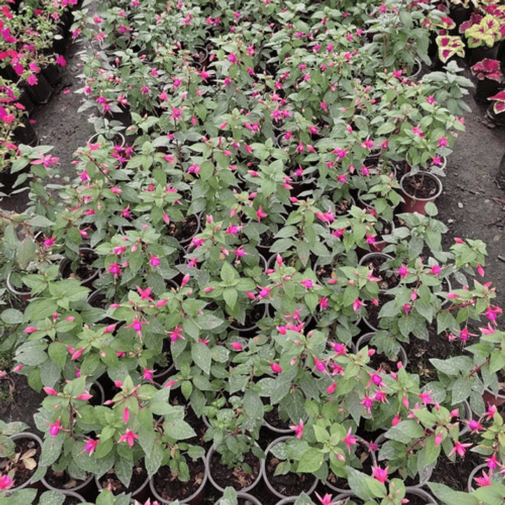 Fucsia Arbusto Pequeño Ornamental 2