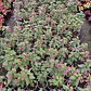 Fucsia Arbusto Pequeño Ornamental - Miniatura 2