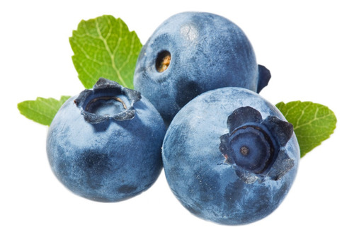 Arandano Árbol Frutal  1