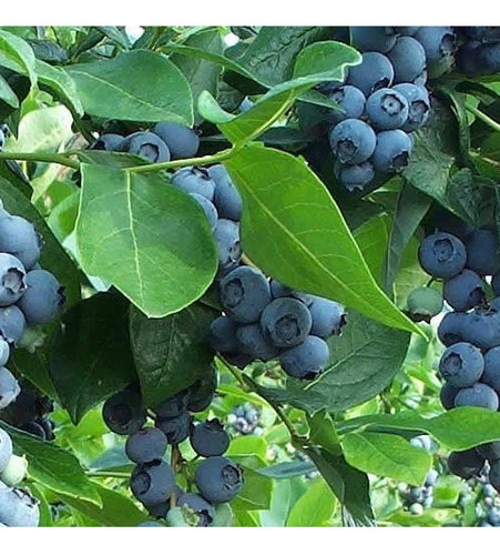 Arandano Árbol Frutal  2