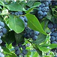 Arandano Árbol Frutal  - Miniatura 2