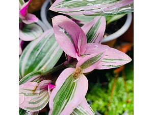 Zebrina Rosada Tradescantia Fluminensis Rosa Planta Macetero