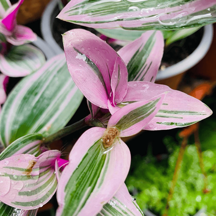 Zebrina Rosada Tradescantia Fluminensis Rosa Planta Macetero 1