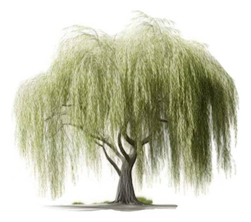 Sauce Llorón Grande Mts Árbol Ornamental 1