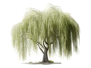 Sauce Llorón Grande Mts Árbol Ornamental