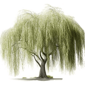 Sauce Llorón Grande Mts Árbol Ornamental