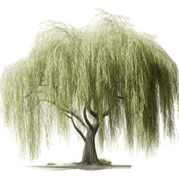 Sauce Llorón Grande Mts Árbol Ornamental 1