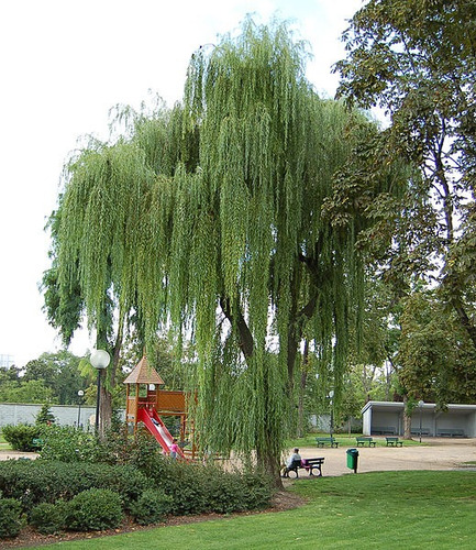 Sauce Llorón Grande Mts Árbol Ornamental 2