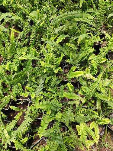 Helecho Hastatum / Blechnum Planta Ornamental Pequeño 1