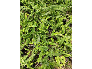 Helecho Hastatum / Blechnum Planta Ornamental Pequeño