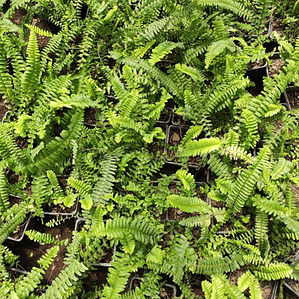 Helecho Hastatum / Blechnum Planta Ornamental Pequeño