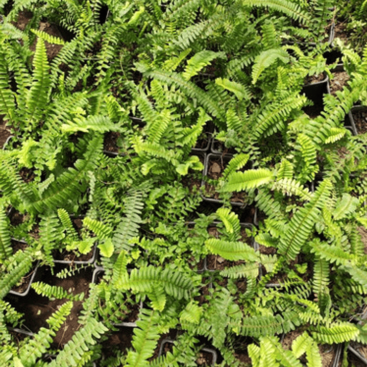 Helecho Hastatum / Blechnum Planta Ornamental Pequeño 1