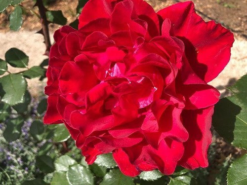 Rosa Roja Flor Planta Ornamental 1