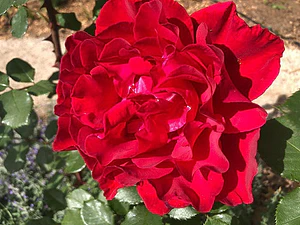Rosa Roja Flor Planta Ornamental