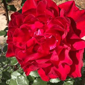 Rosa Roja Flor Planta Ornamental