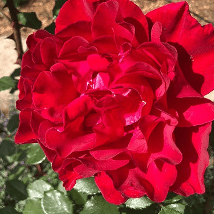 Rosa Roja Flor Planta Ornamental 1