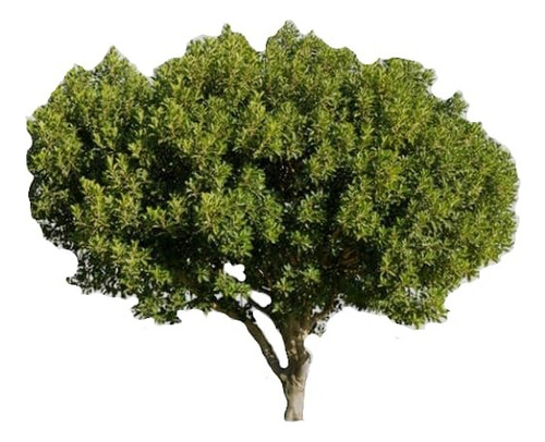  Algarrobo Europeo / Ceratonia Siliqua Árbol Ornamental 1